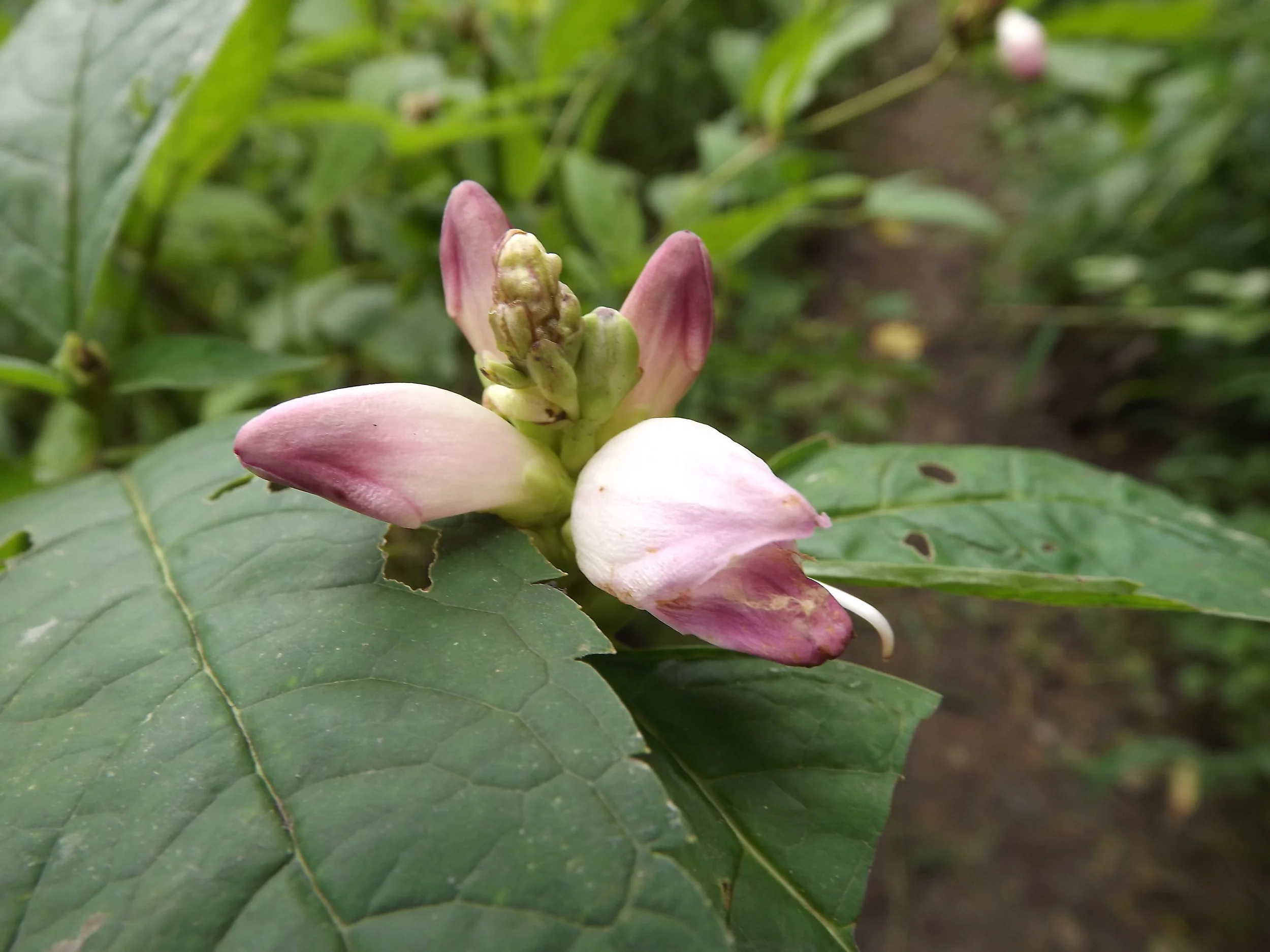 Touch Me Nots, Forget Me Nots, and another Turtlehead