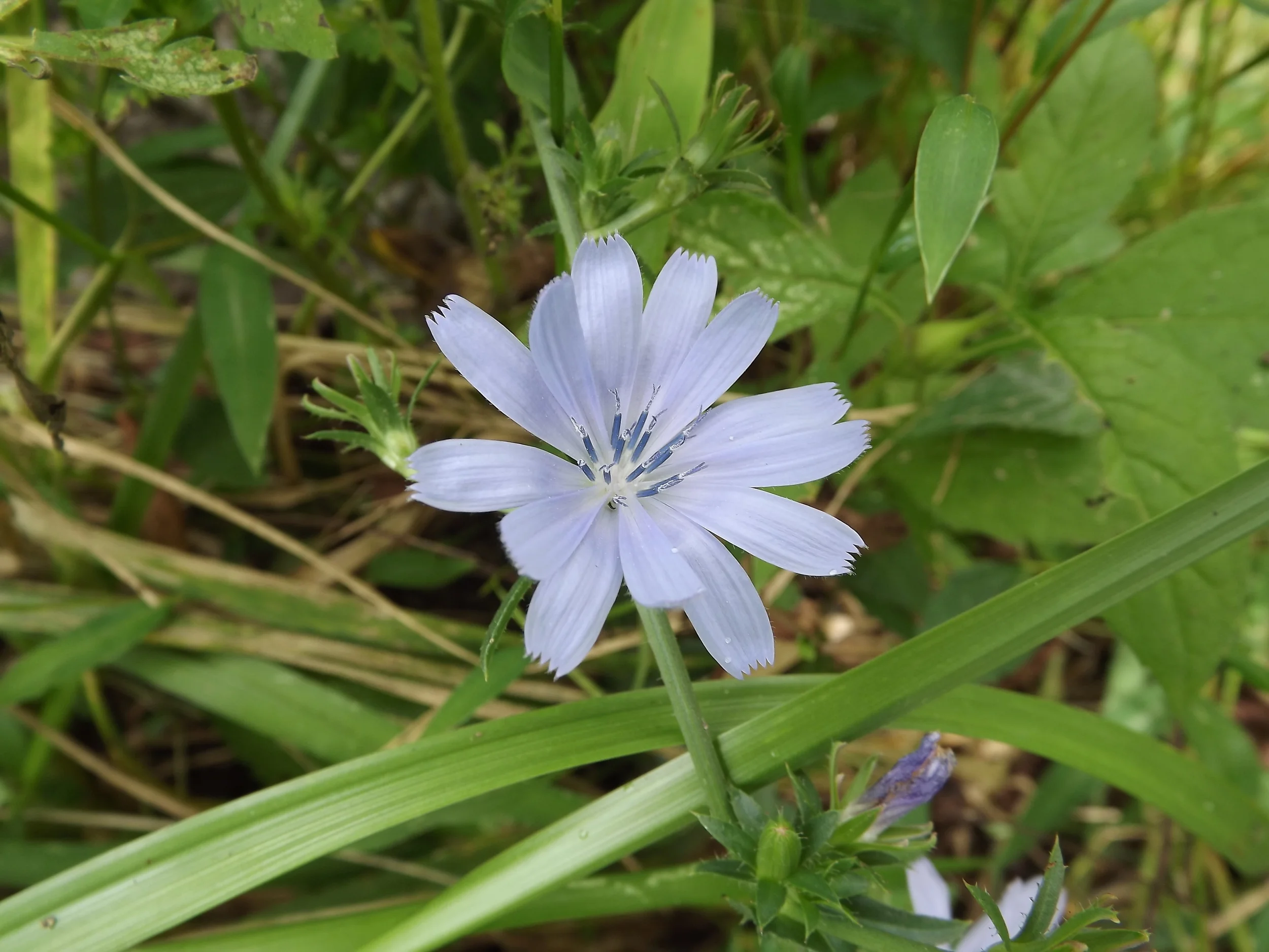 Touch Me Nots, Forget Me Nots, and another Turtlehead — Natural Sewickley
