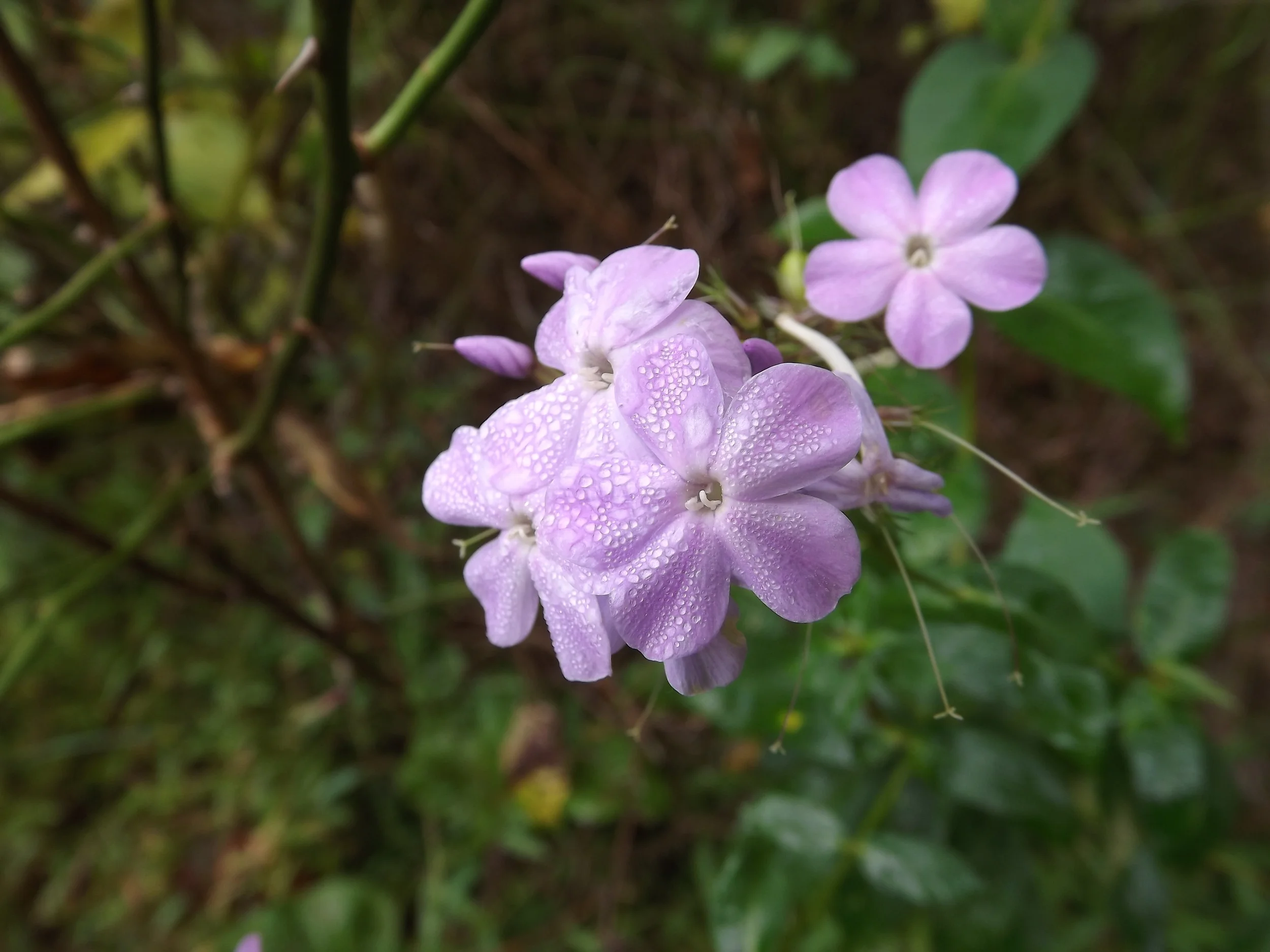 A Puffball, a Turtlehead, and Lots of Asters