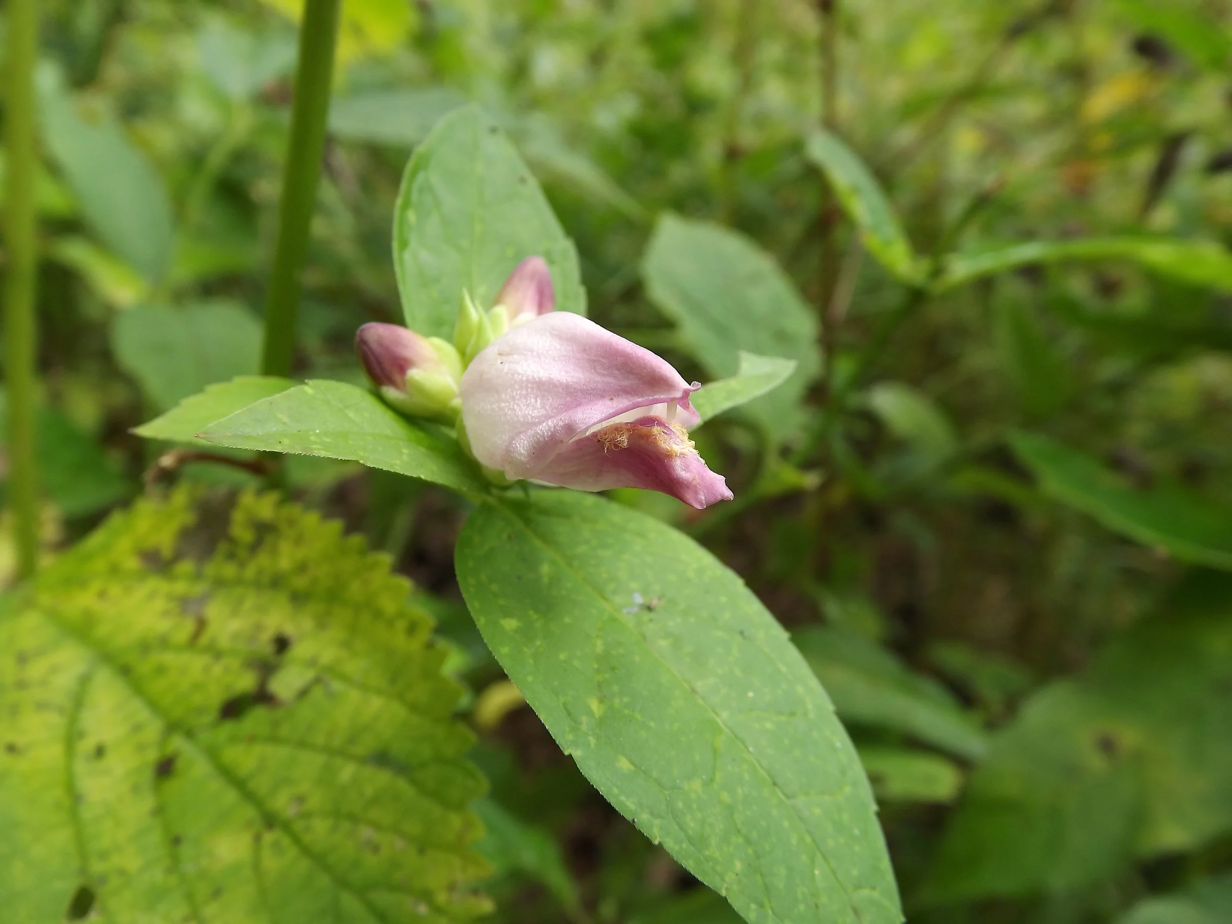 A Puffball, a Turtlehead, and Lots of Asters — Natural Sewickley