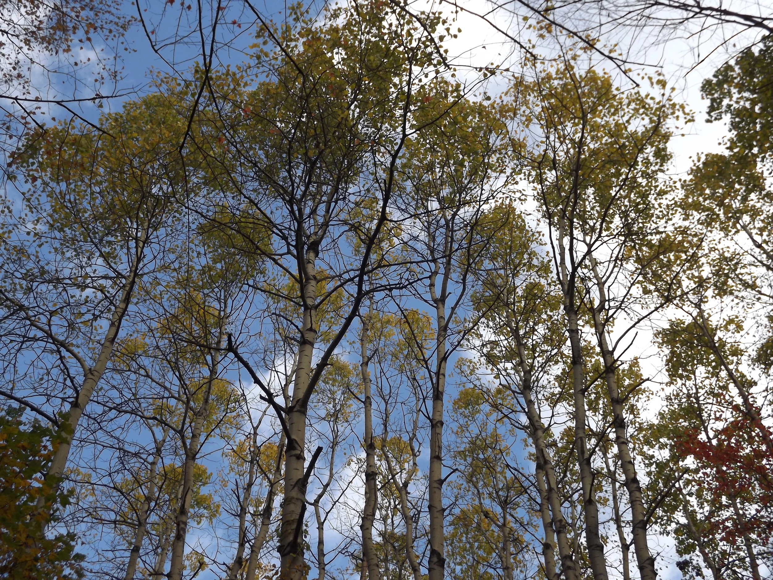 Sewickley Heights Park Hike