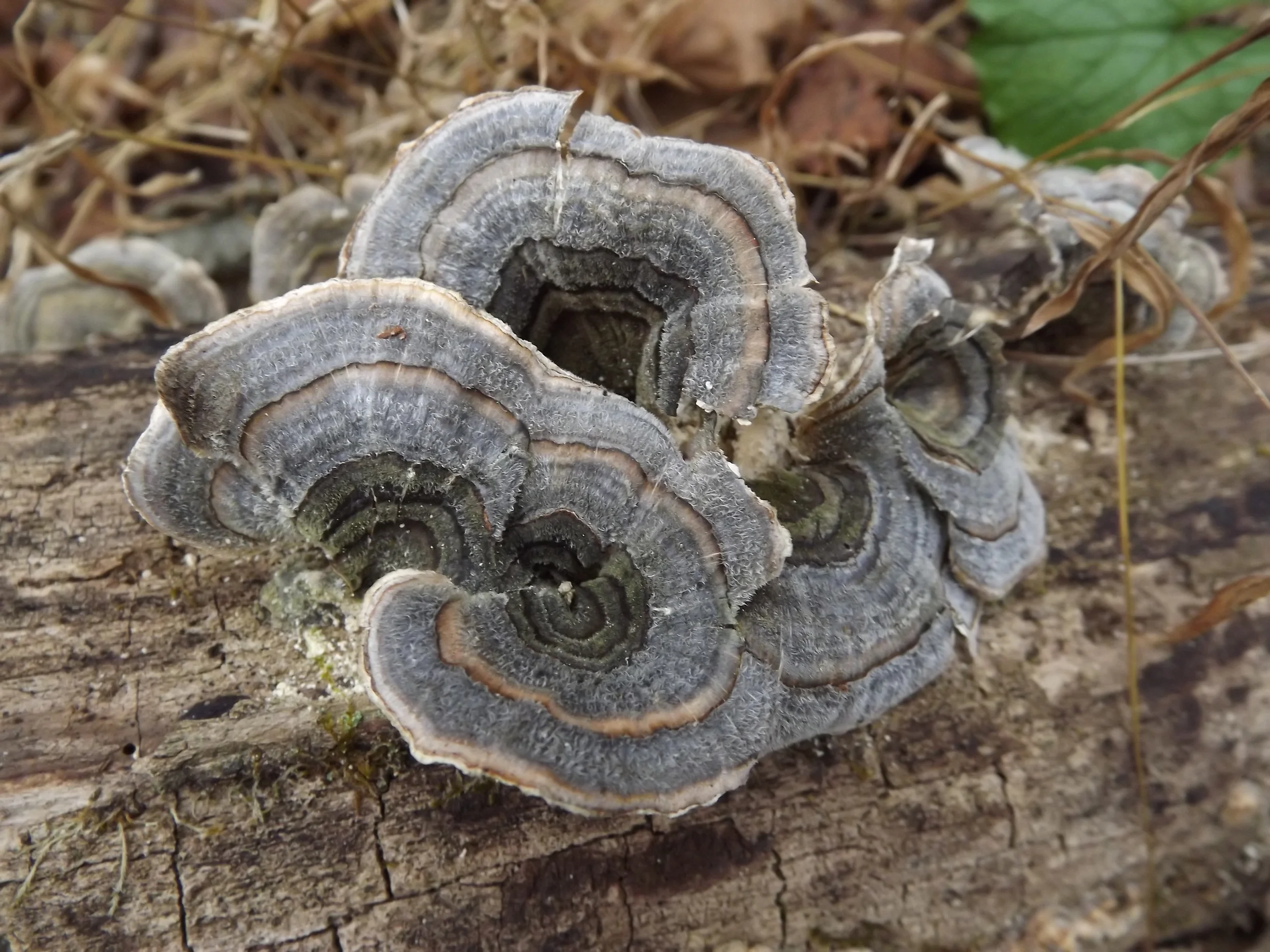 Turkeytails, a Cairn, and some Poop Eaters