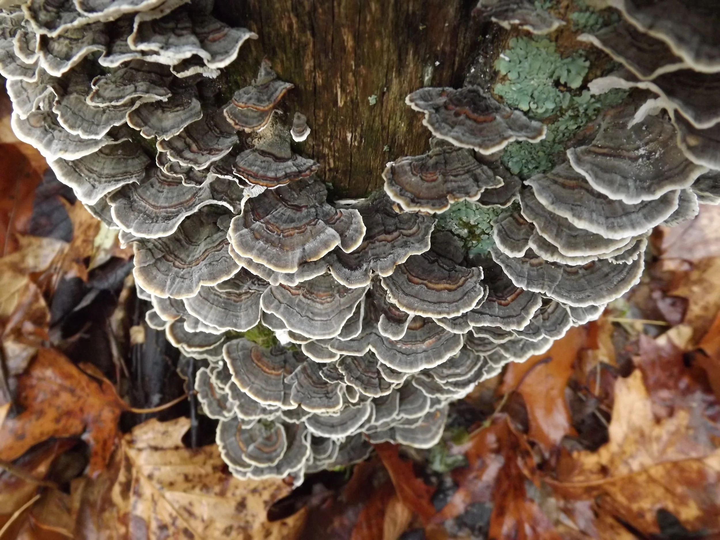 A Grey Day up at the Park