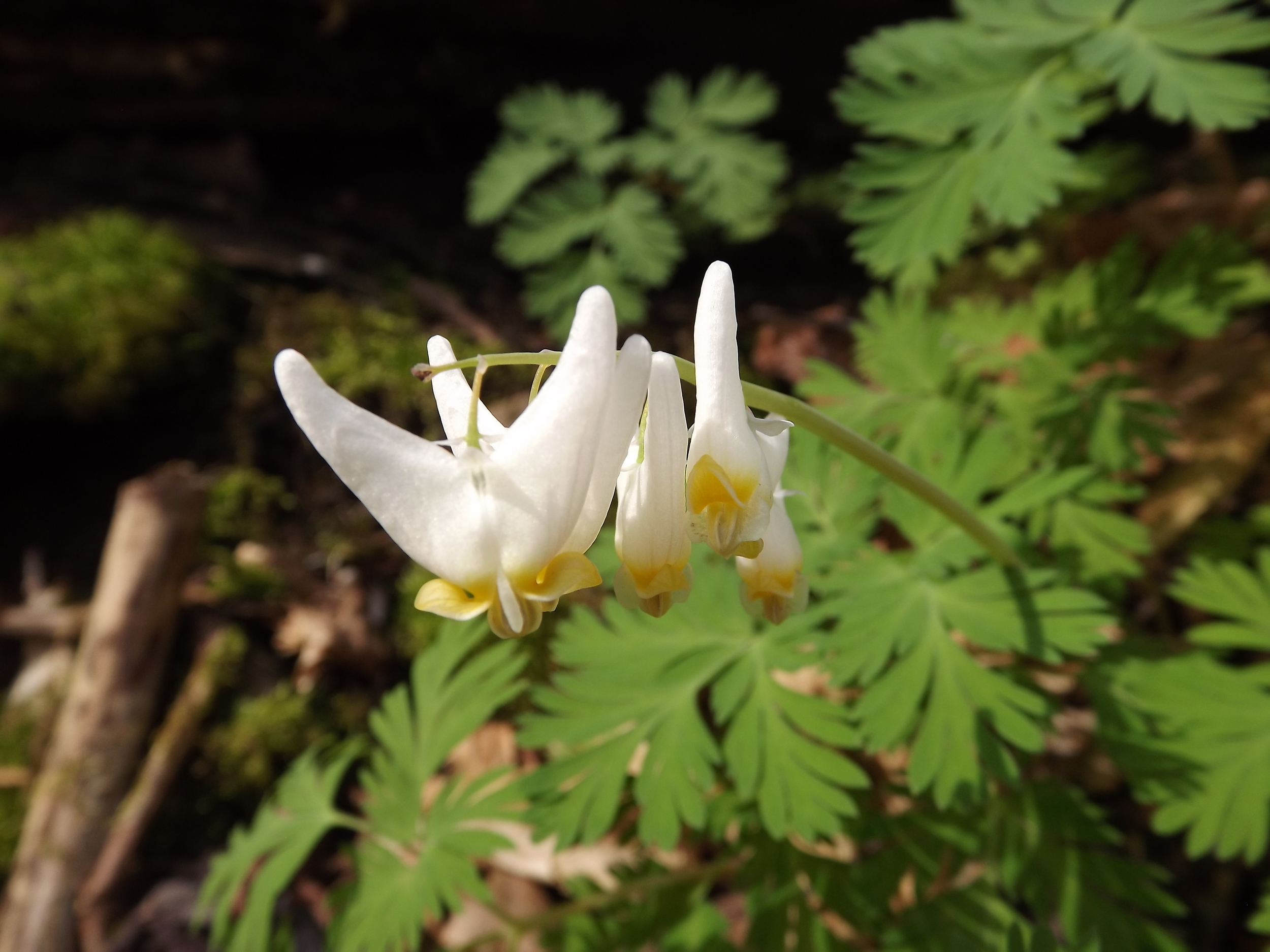 Early Spring Flowers
