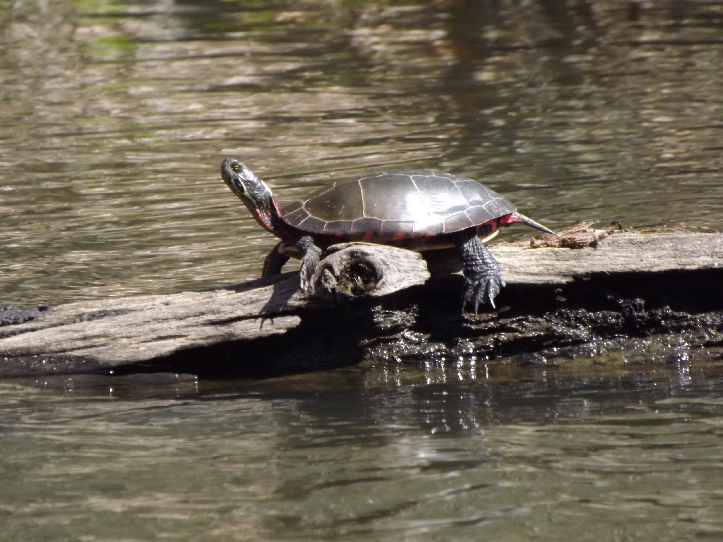Great Weekend at Moraine State Park