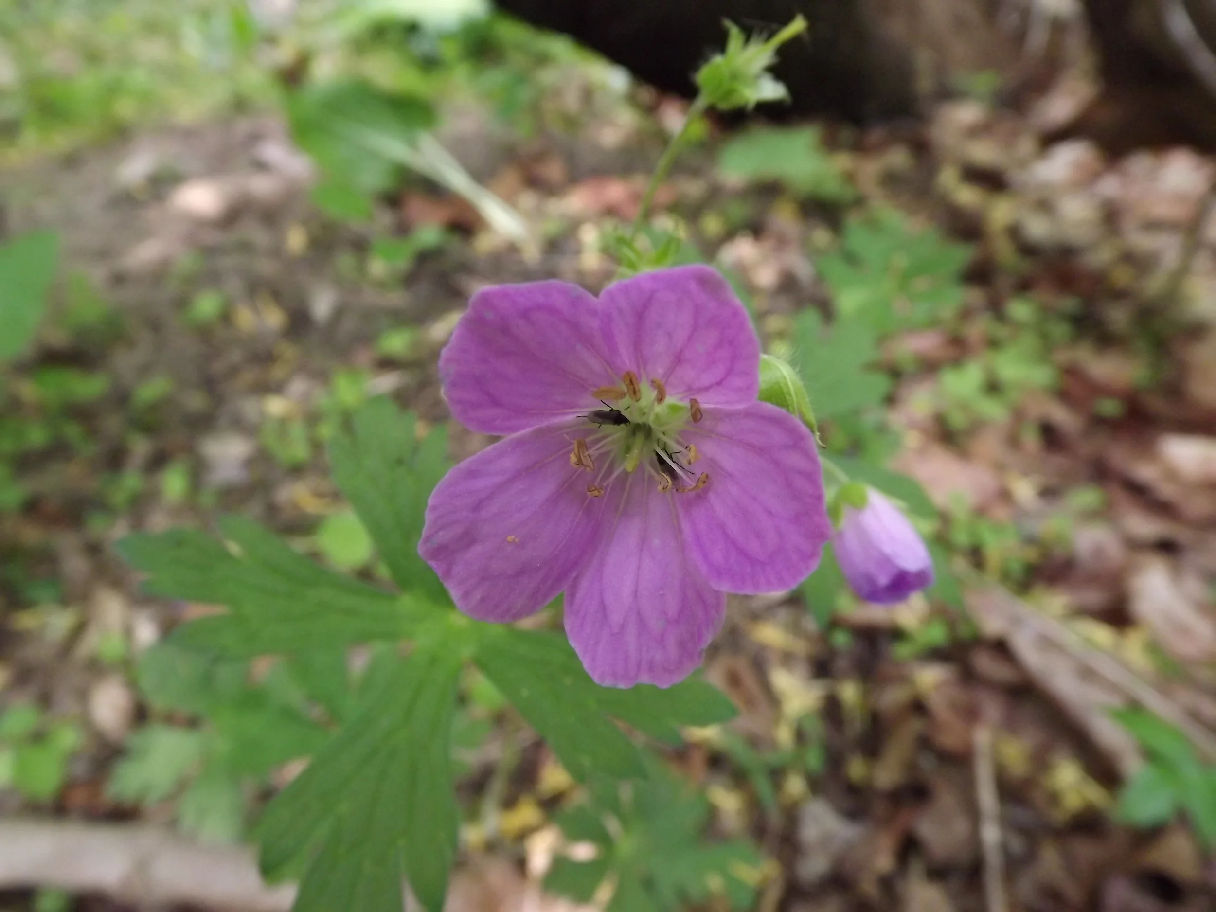 May Hikes — Natural Sewickley