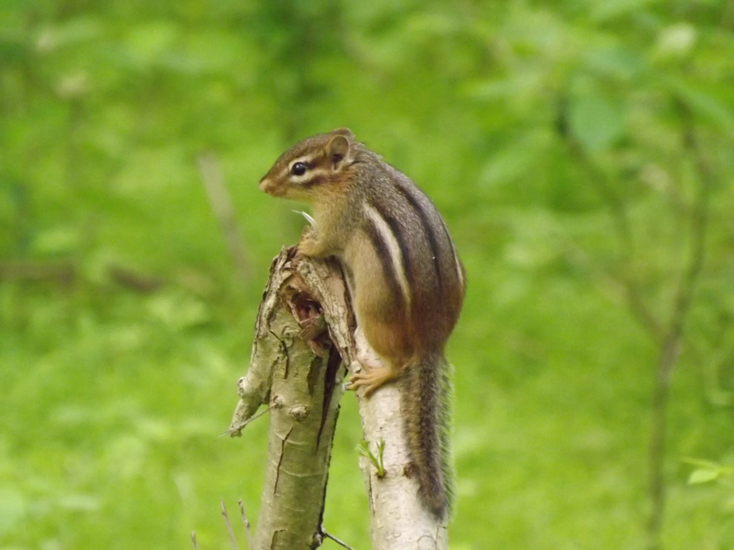 May Hikes — Natural Sewickley