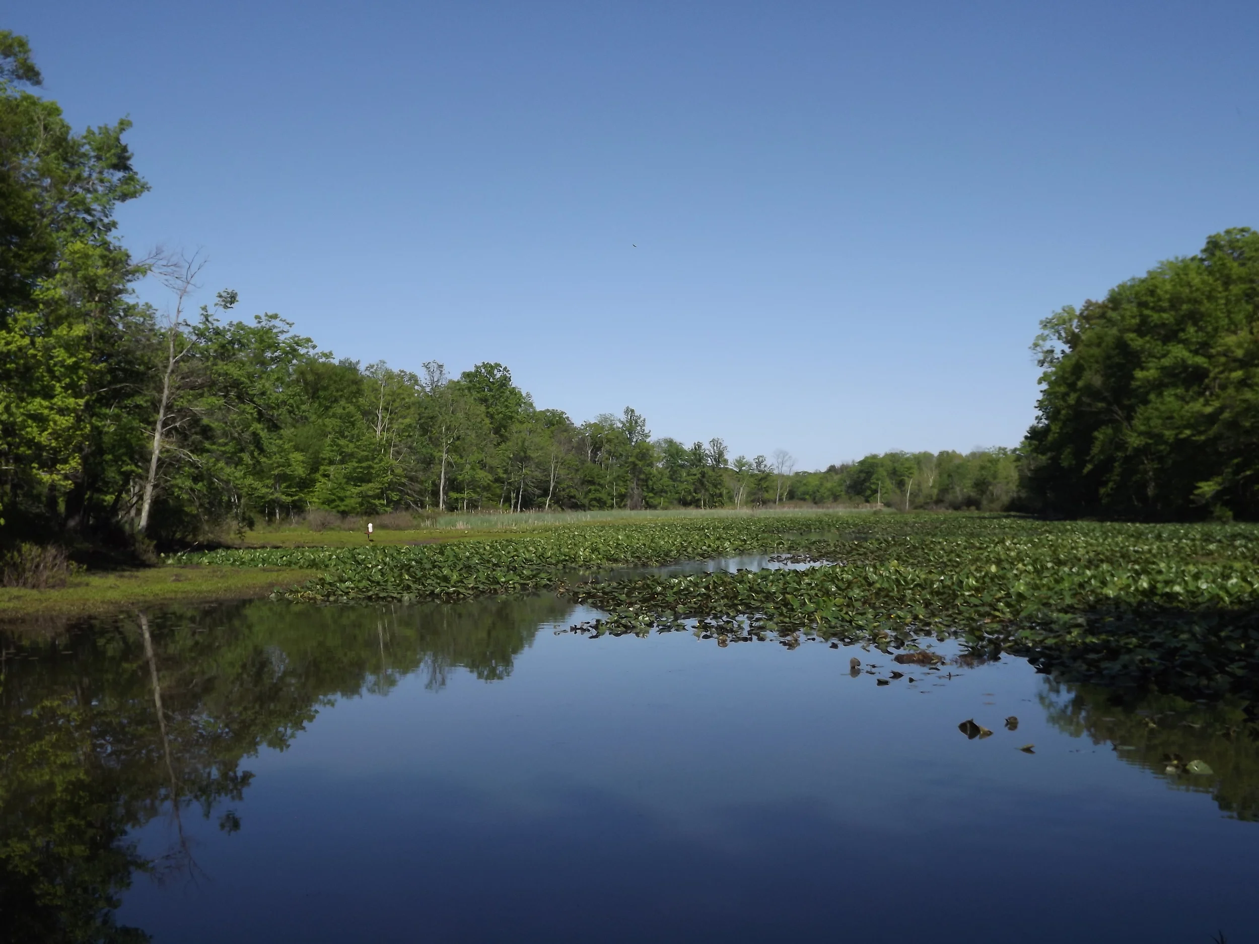 Muddy Creek Paddle on Lake Arthur — Natural Sewickley