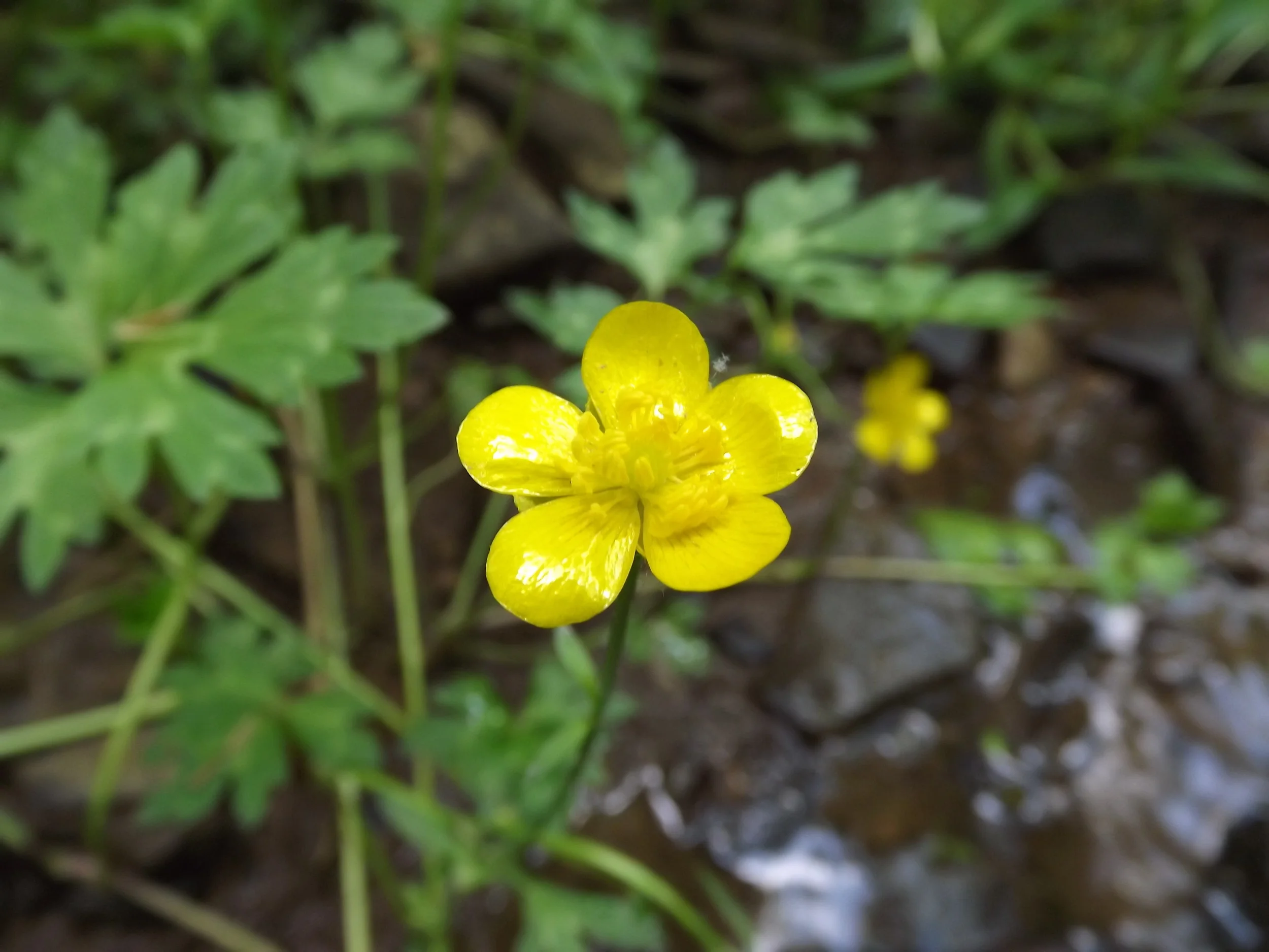 May Hikes - Part II — Natural Sewickley