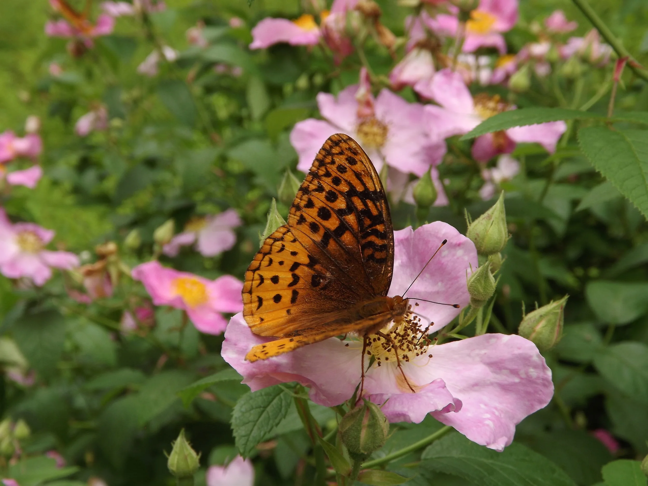 Long July Day in the Woods