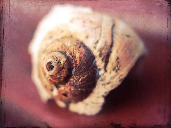 Pink Shell