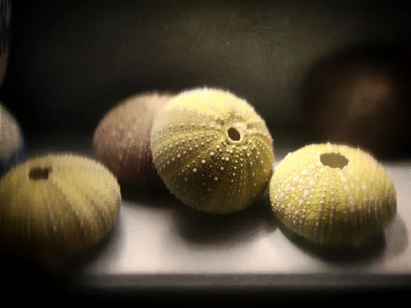 Sea Urchins