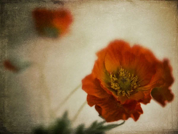 Poppy