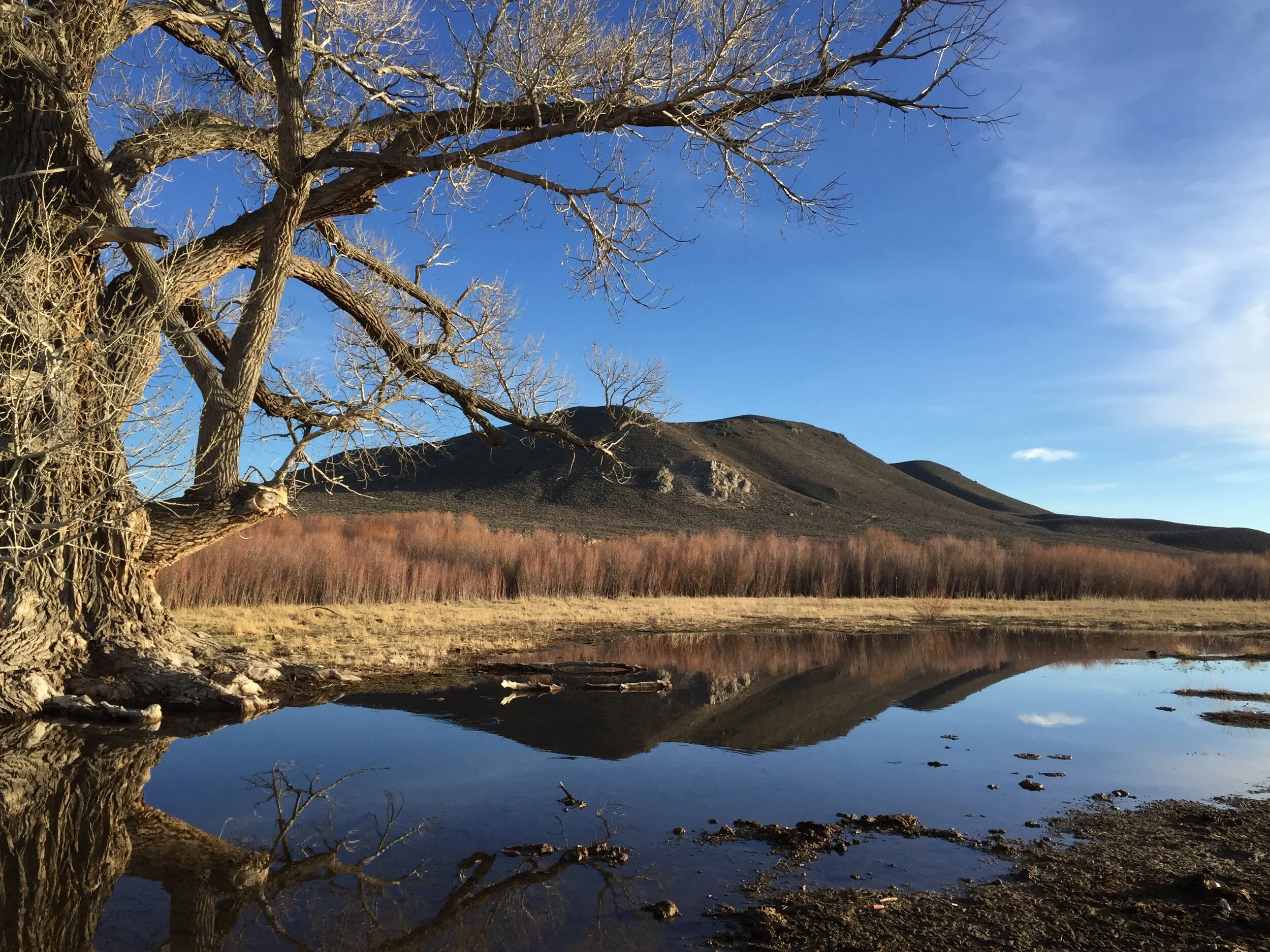 Carson River marsh