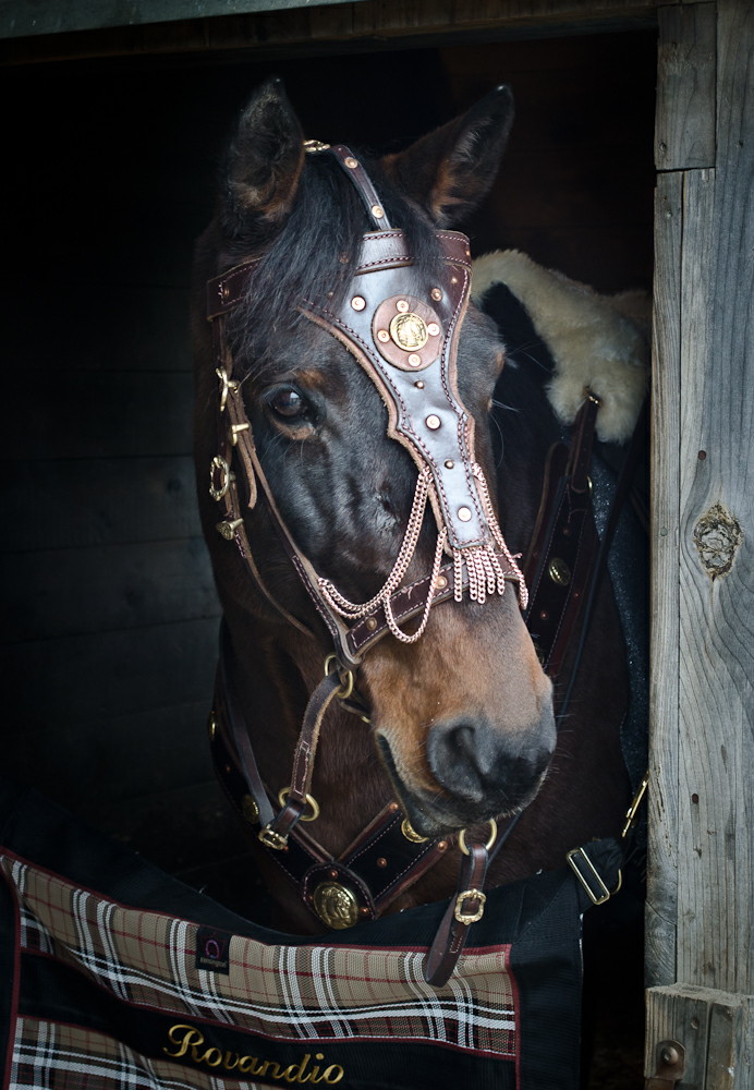 I love this photo of Rovandio getting tacked up for filming. His tack was made by Lisa Oberman of El Sueno Espanol. Photo taken by Unicovia Pictures.