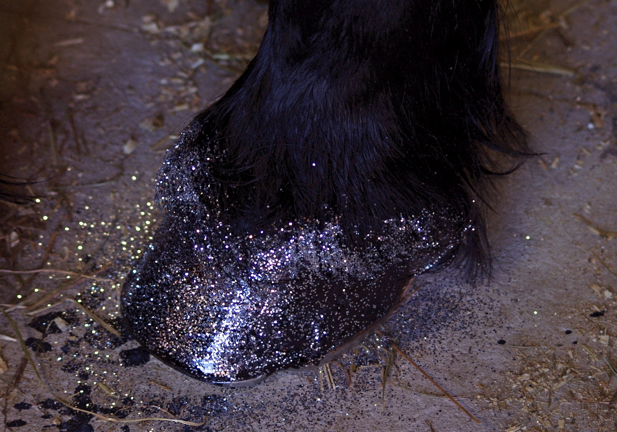 Douwe's silver hooves at the 2014 Baroque Horse Show where we performed. Photo taken by Karen Lendvay.
