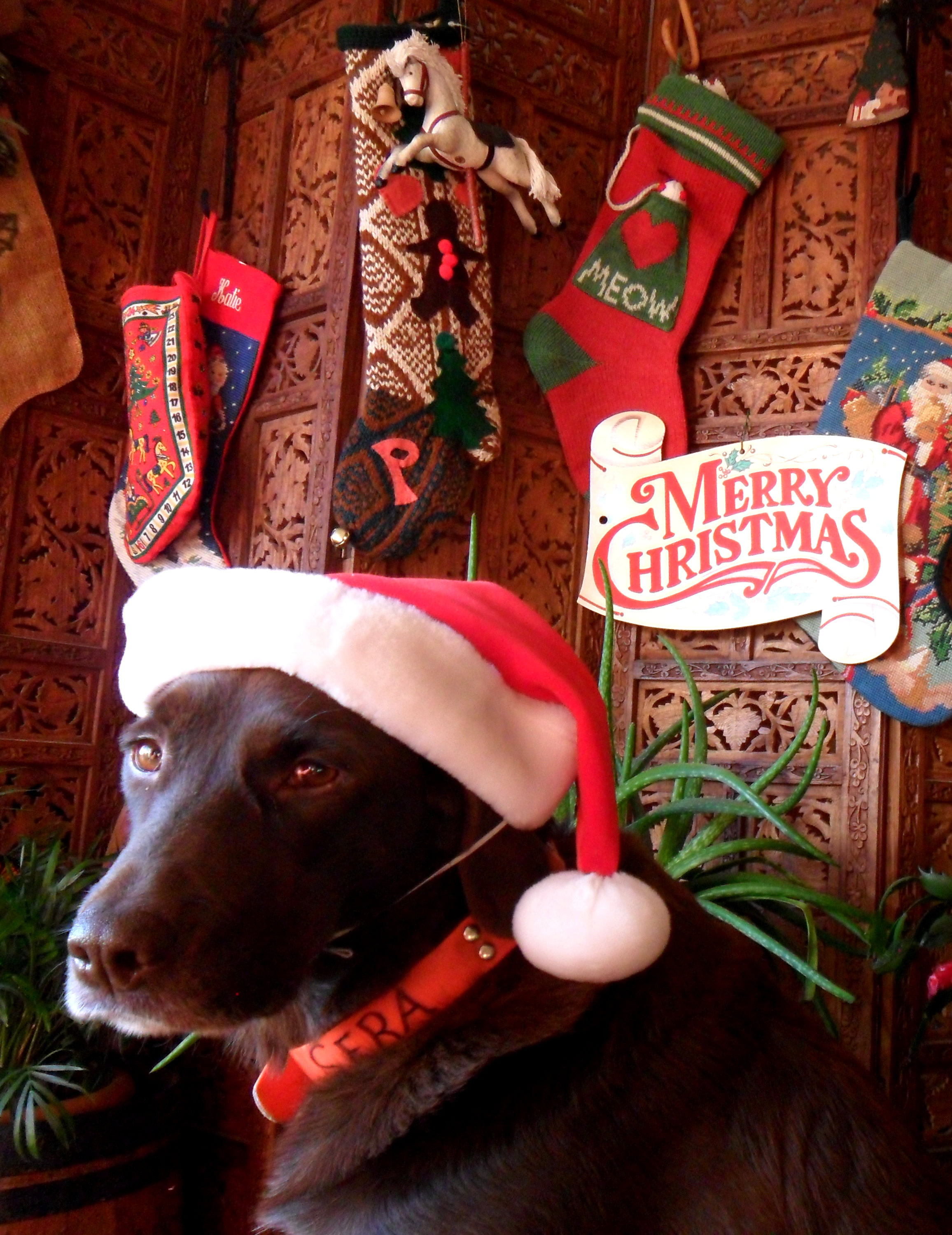 Merry Christmas from Sera! She doesn't look too impressed in this photo but it's cute anyway!