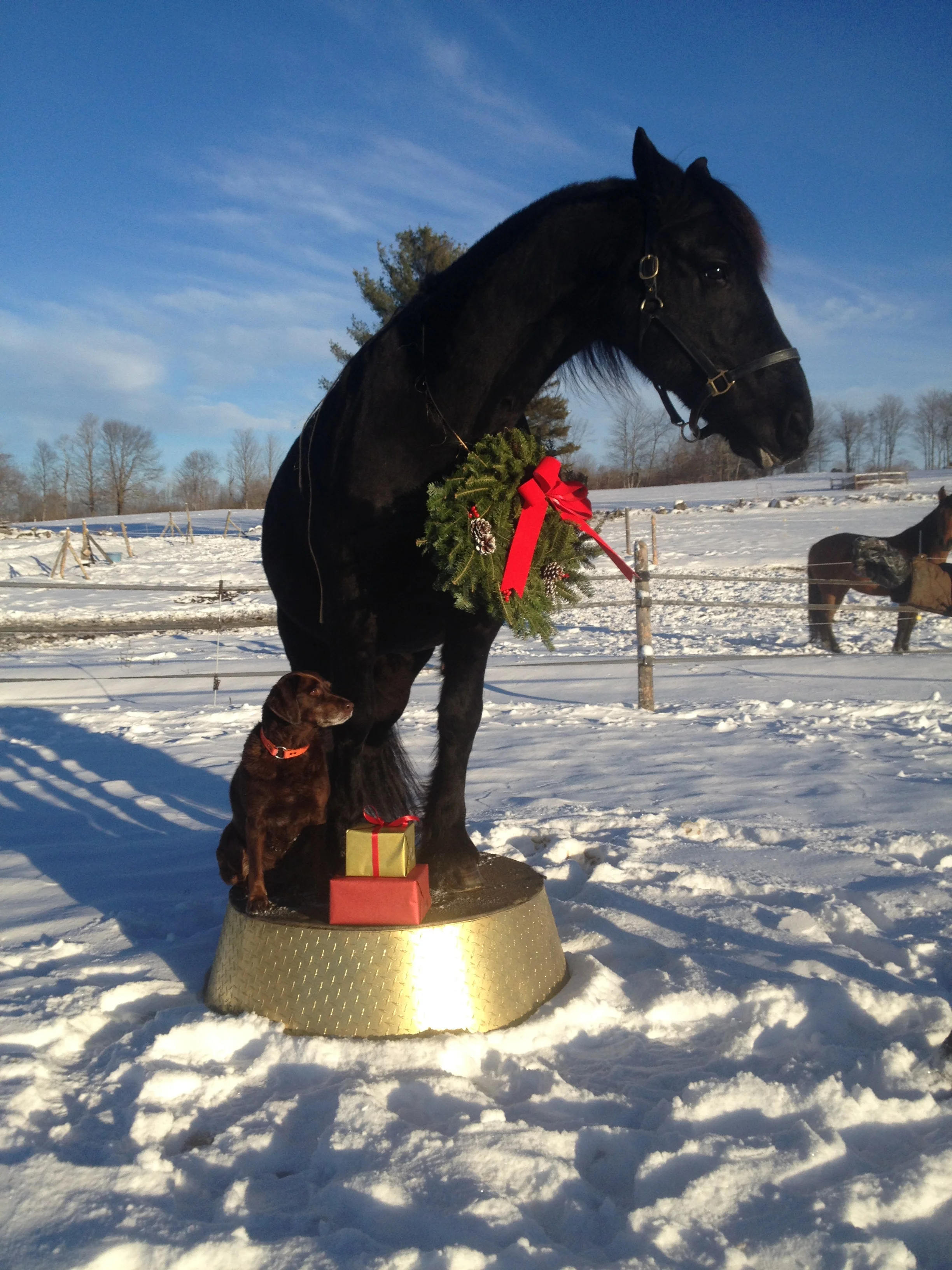 Douwe was a good boy to share his favorite toy, his pedestal, with Sera. 