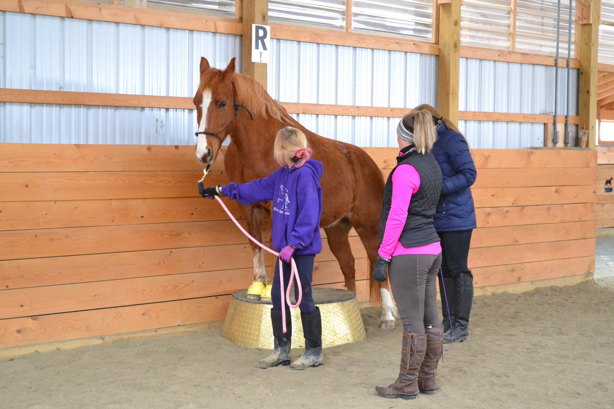Working with the younger girls and their school horses. Quigley found it easy to stand with his front feet but he has arthritis in the hind end so that was as far as he went for the day. 