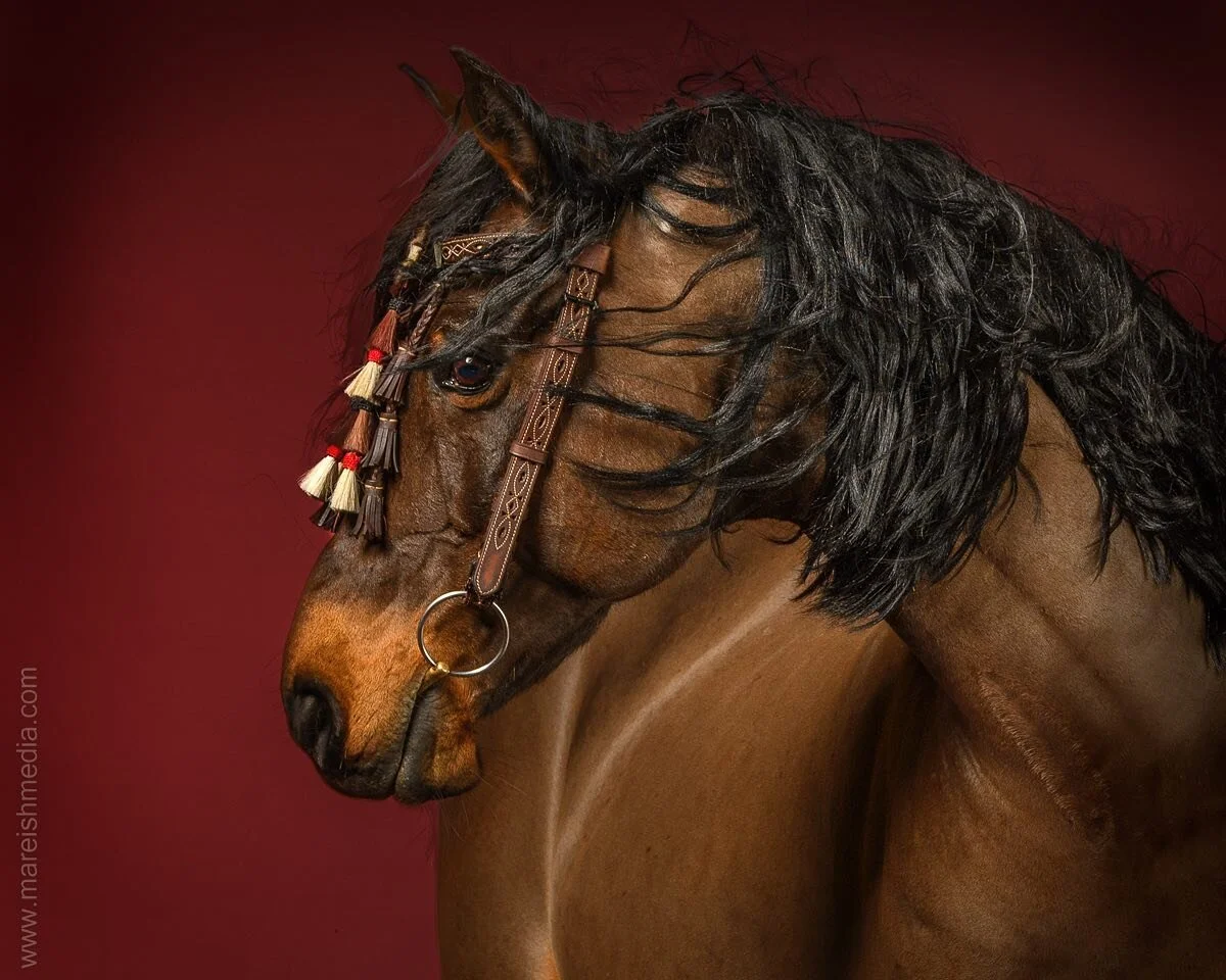 ❤️ Be still my heart Rovandio ❤️ Such a beautiful image of my handsome boy taken by @mareishmedia. We had some fun adding 
 mane extensions from @manetressescc. They really changed his look! 

The studio lights also captured his shiny coat thanks to 
