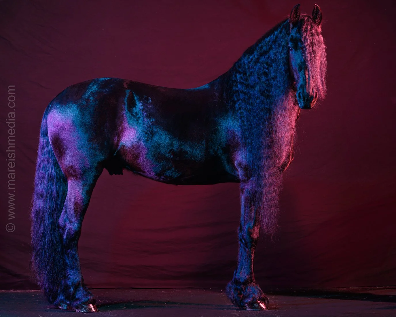 nico (1 of 1)-19.JPG