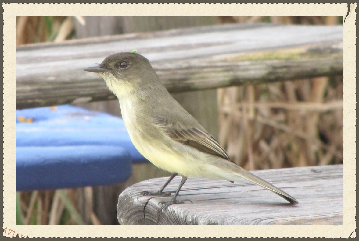  The little Phoebe