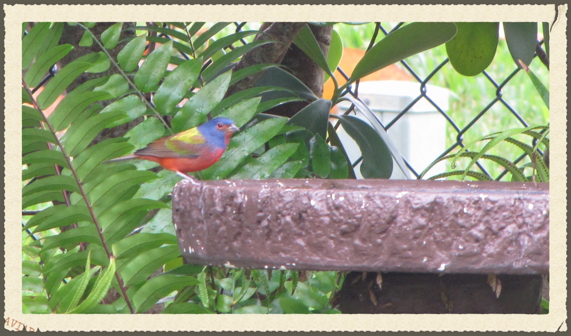 Our oldest Painted Bunting winter resident.