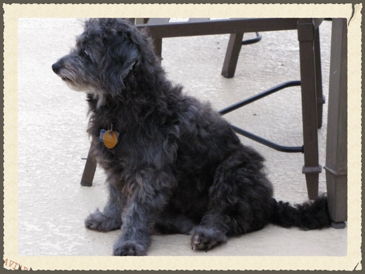 My sweet Charlie Bean.
