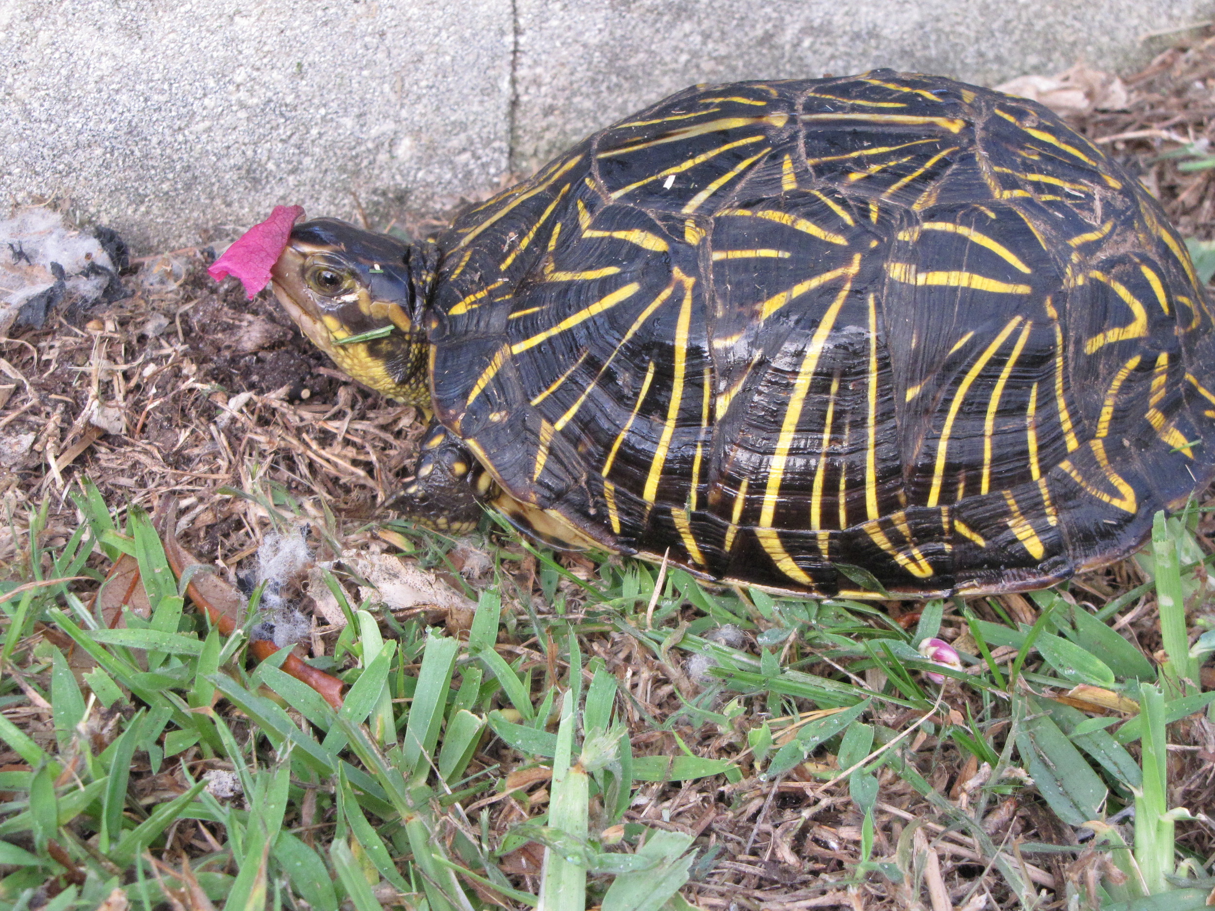 A little box turtle stopped by sporting a hot pink bougainvillea.