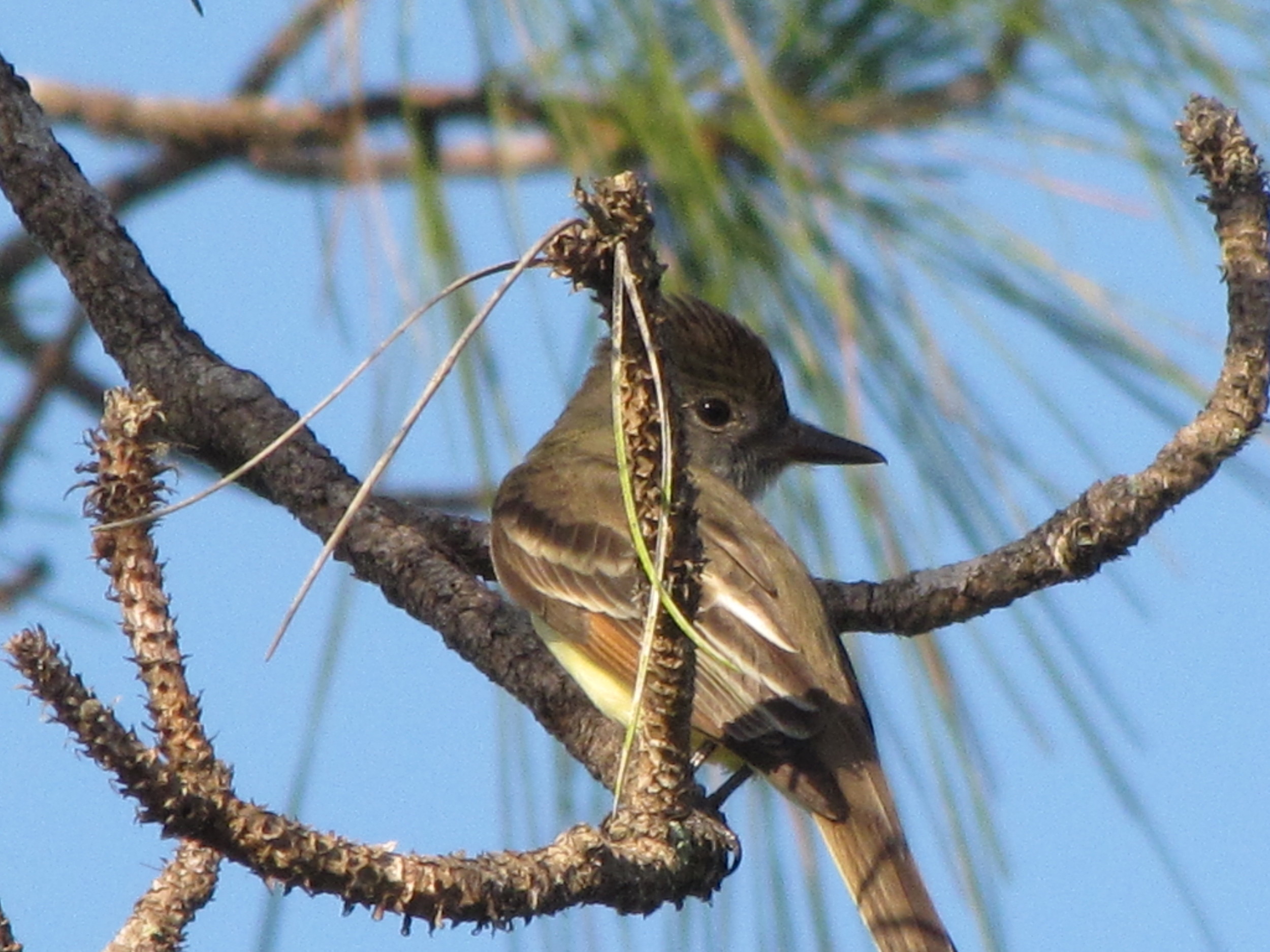 The Great crested flycatcher