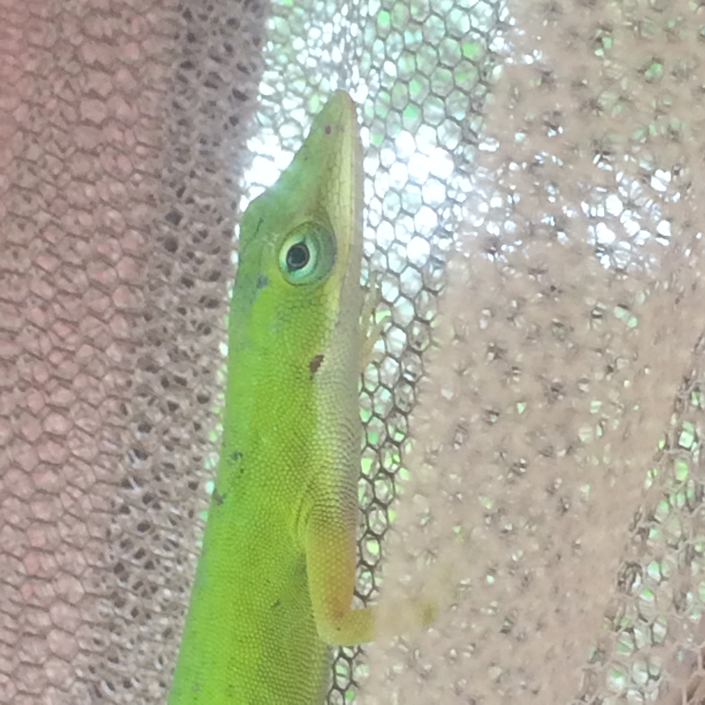 Green Anole