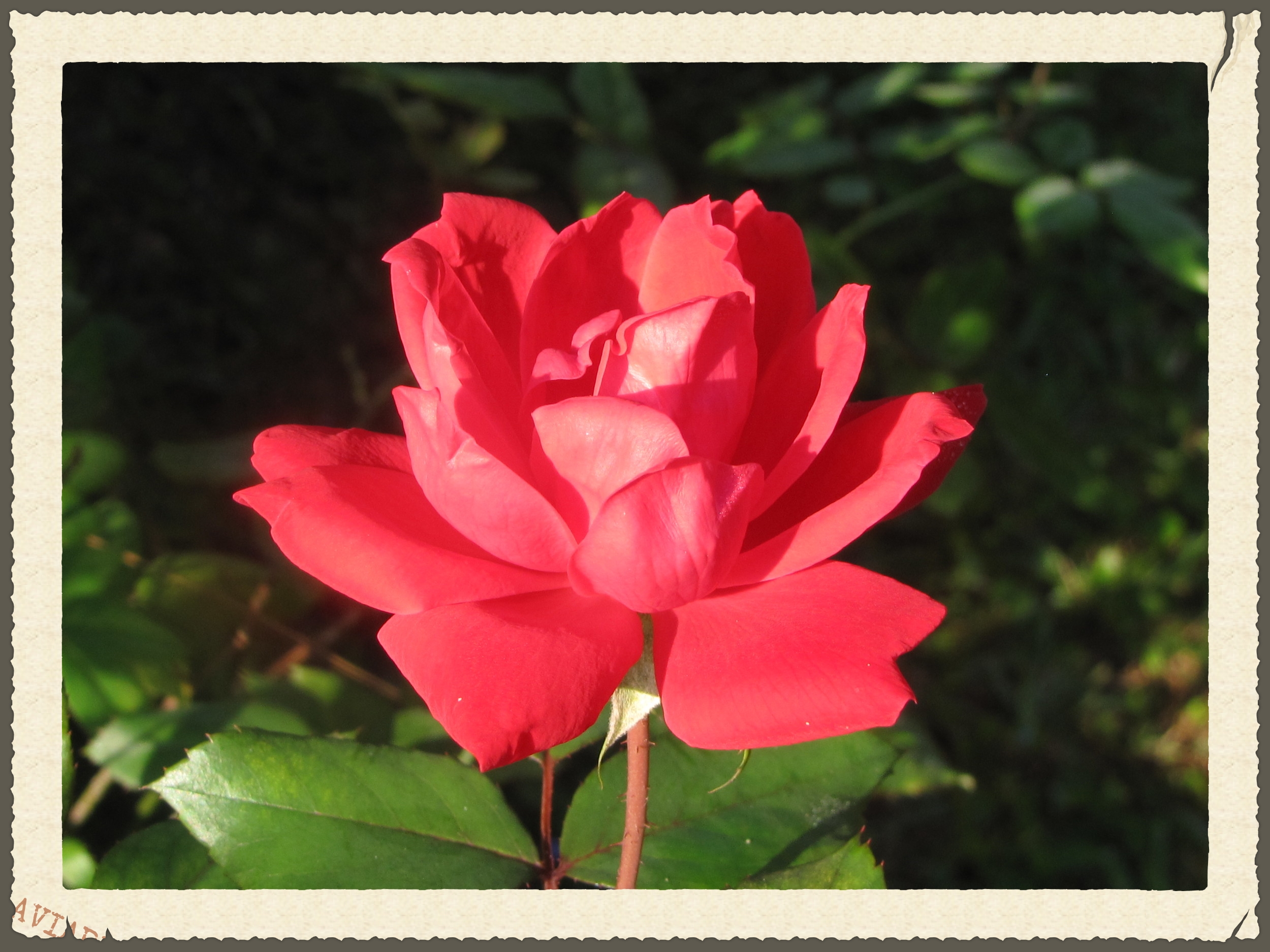 Her royal highness, the rose in my garden.