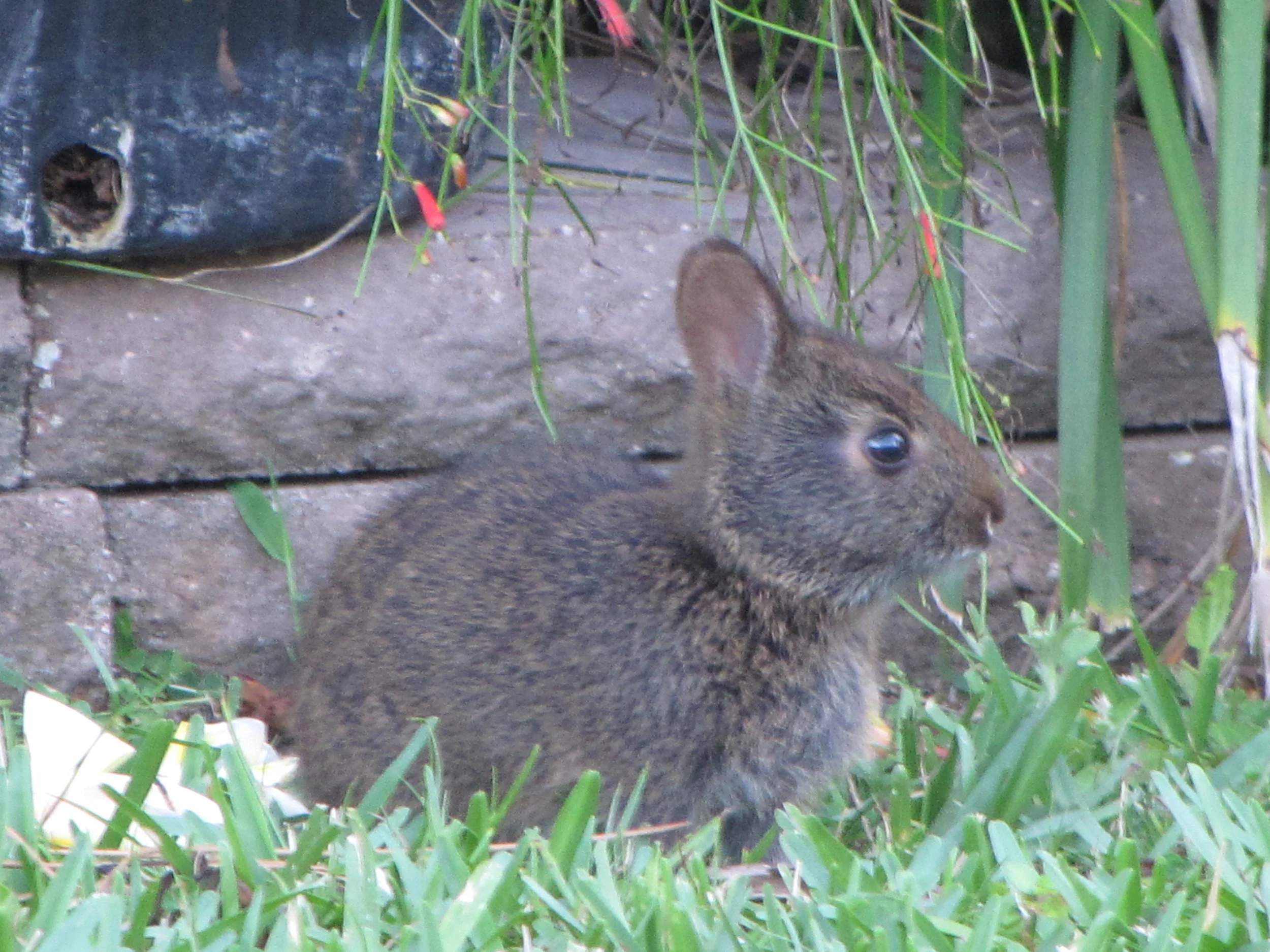Our tiny shed bunny
