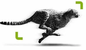 running cat.jpg
