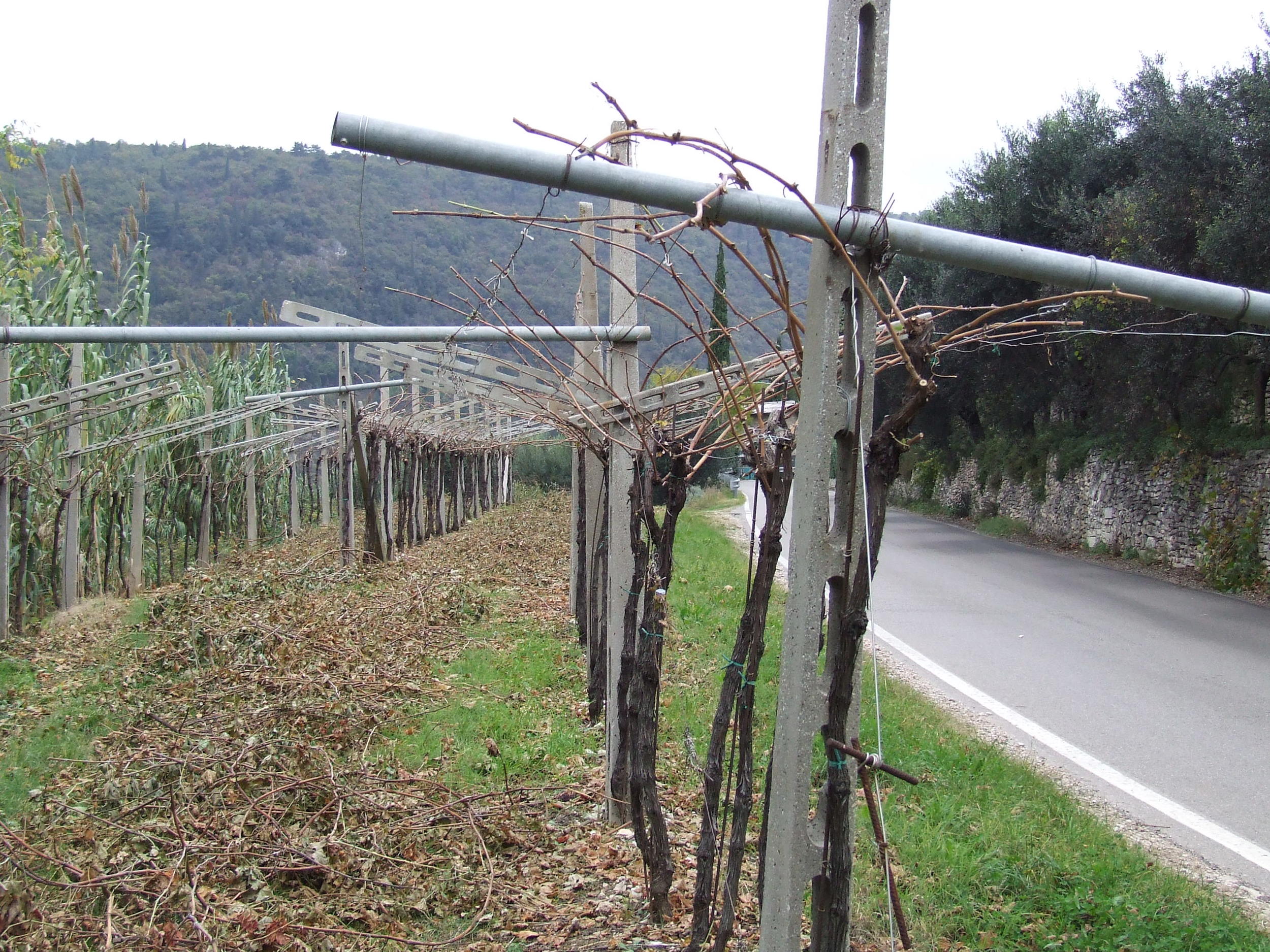 Traditional Pergola Veronese After Pruning