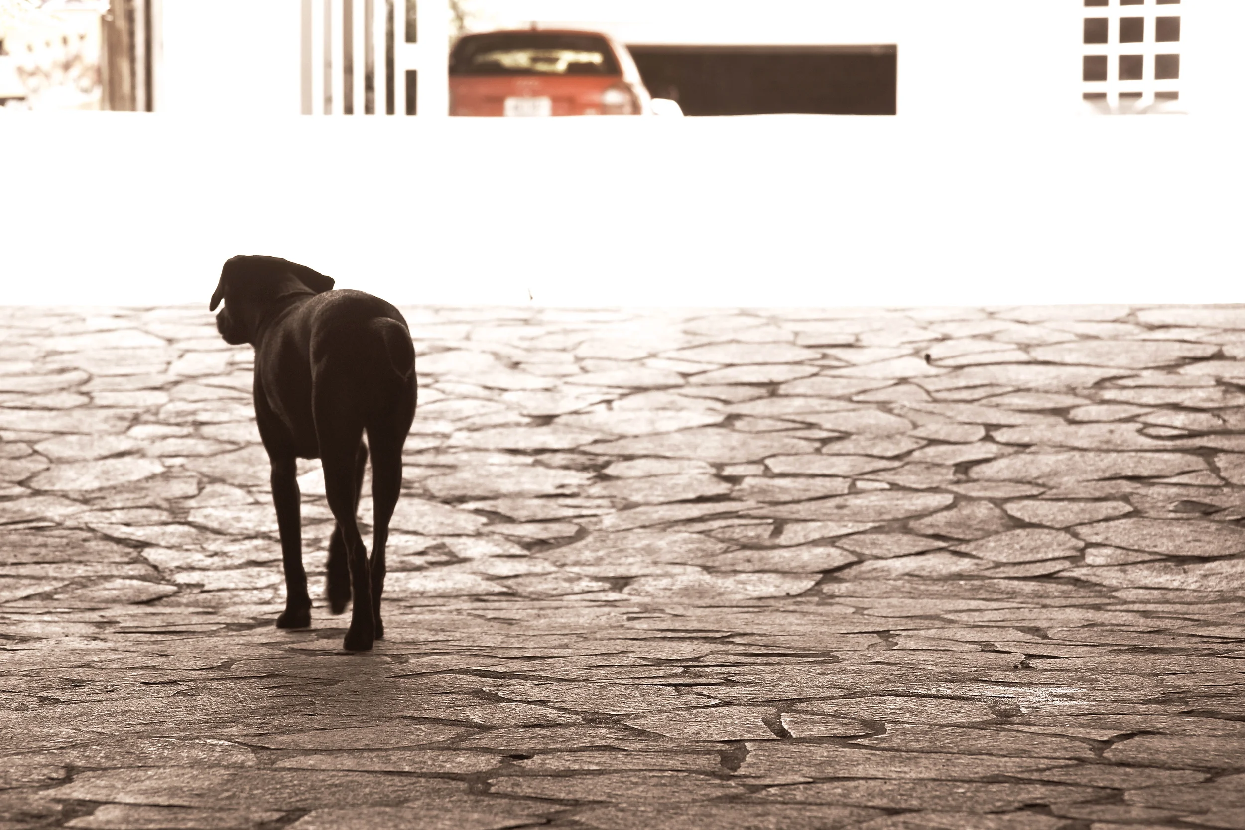 Perrito