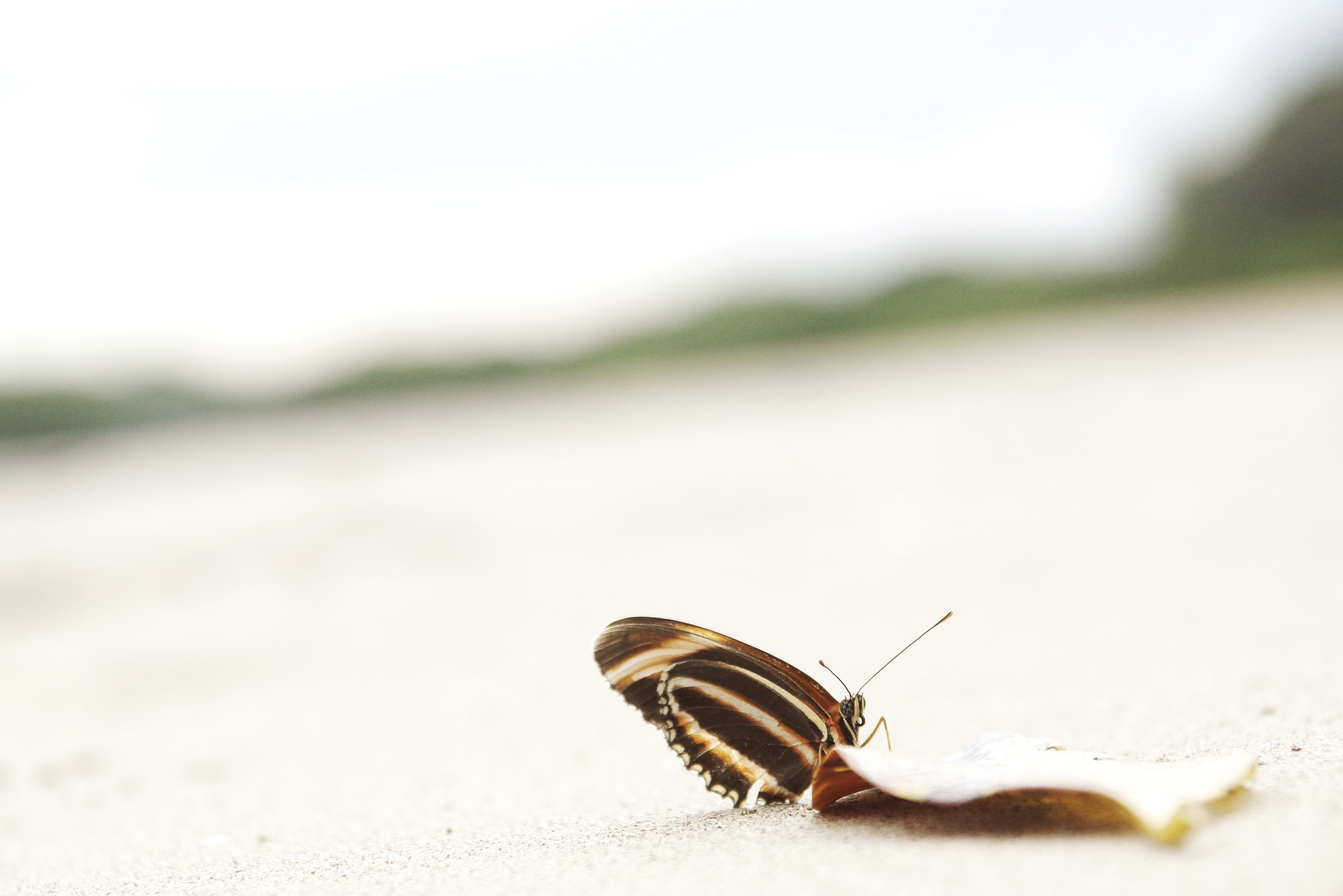 Mariposa