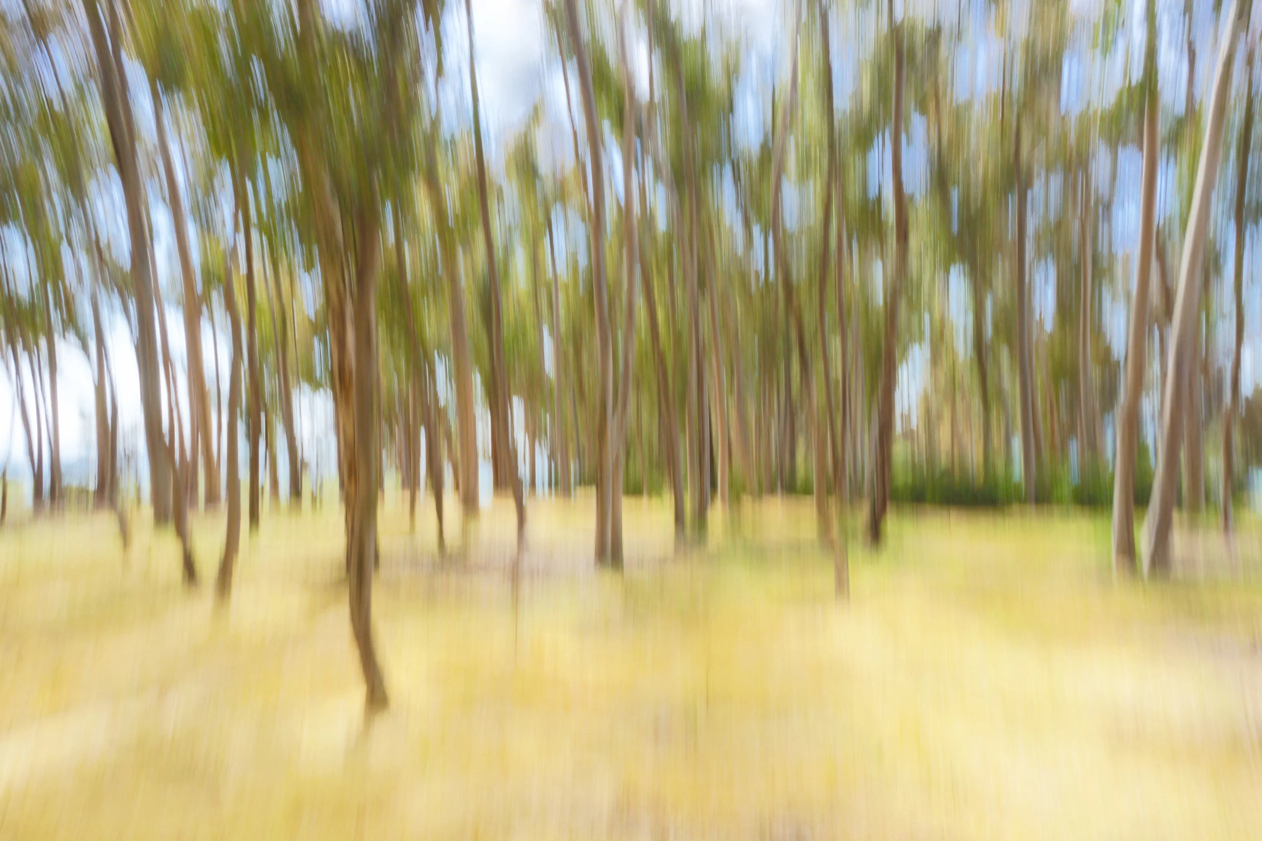 Beach Woods
