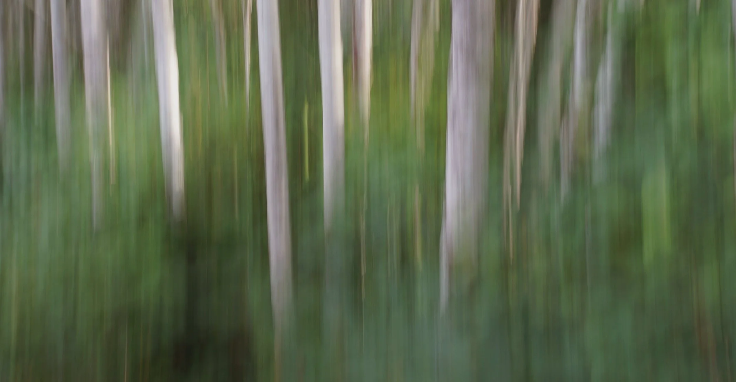 Rooted