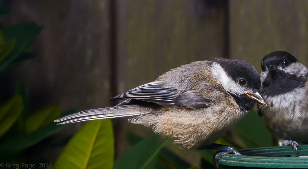 Birds-13.jpg