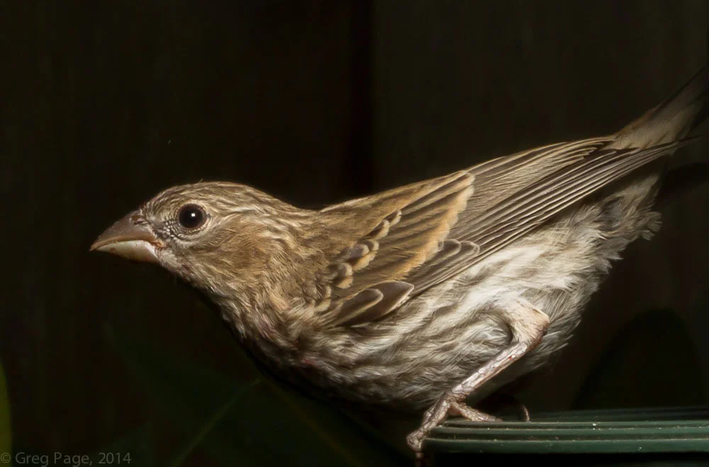 Birds-11.jpg