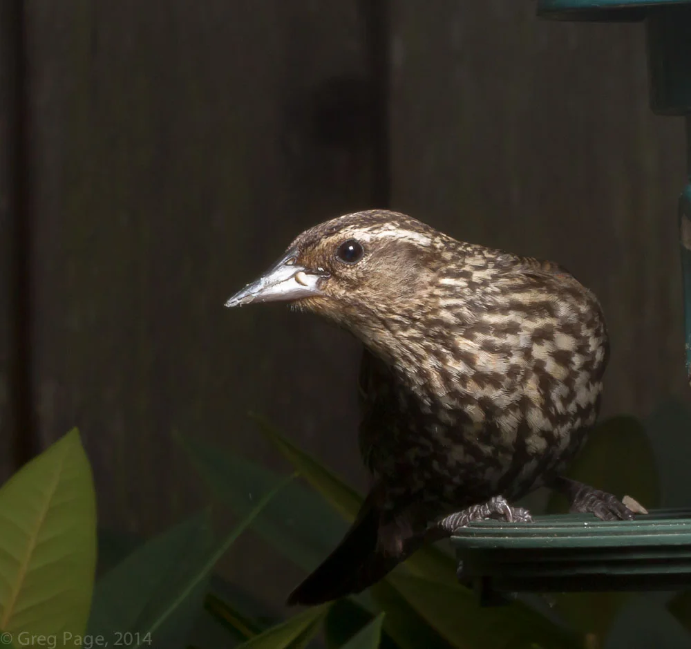 Birds-12.jpg