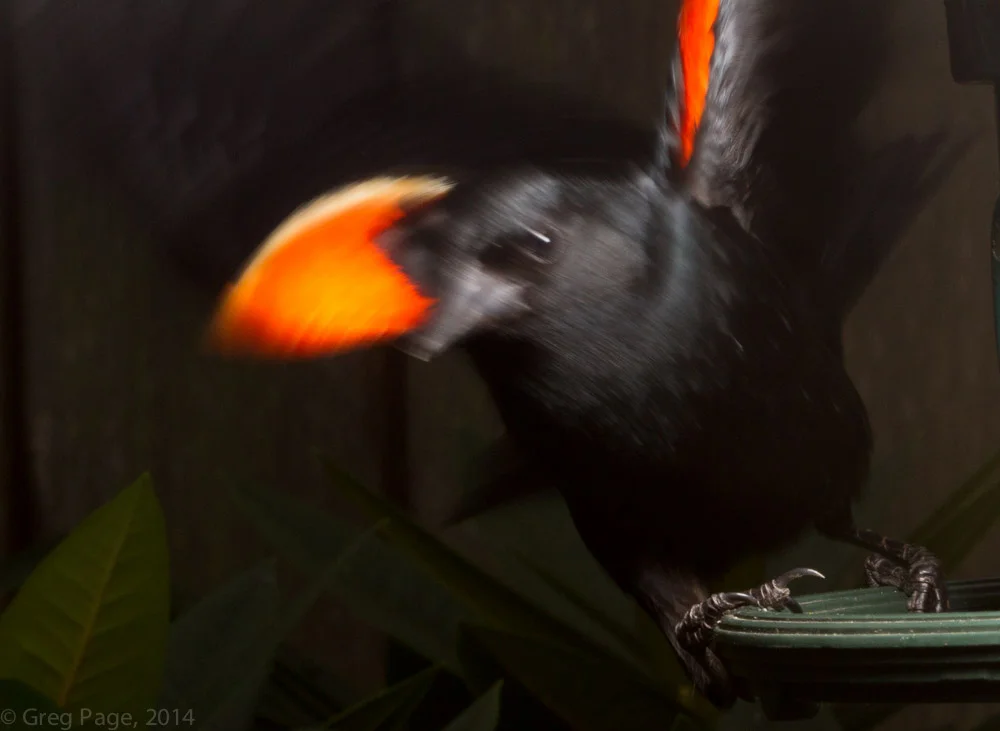 Birds-10.jpg