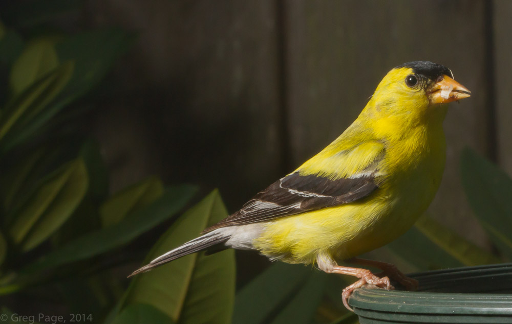 Birds-9.jpg