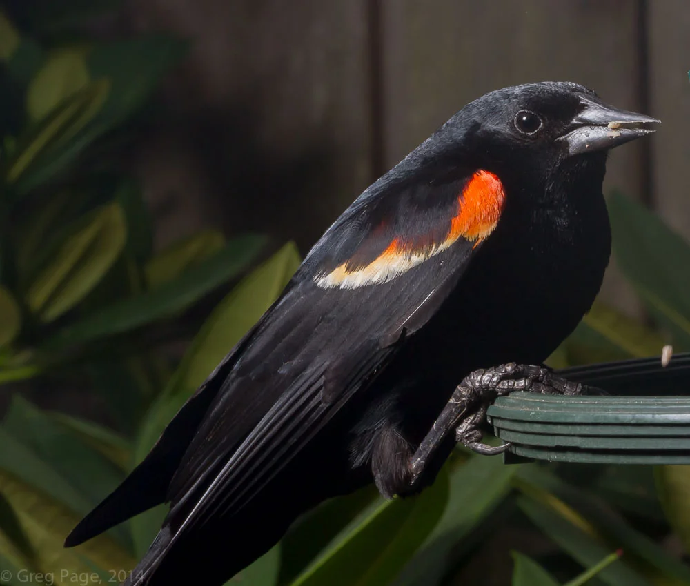 Birds-8.jpg