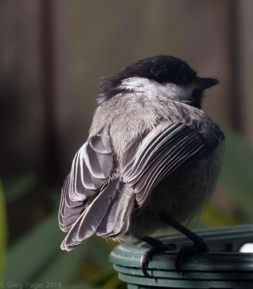 Birds-6.jpg