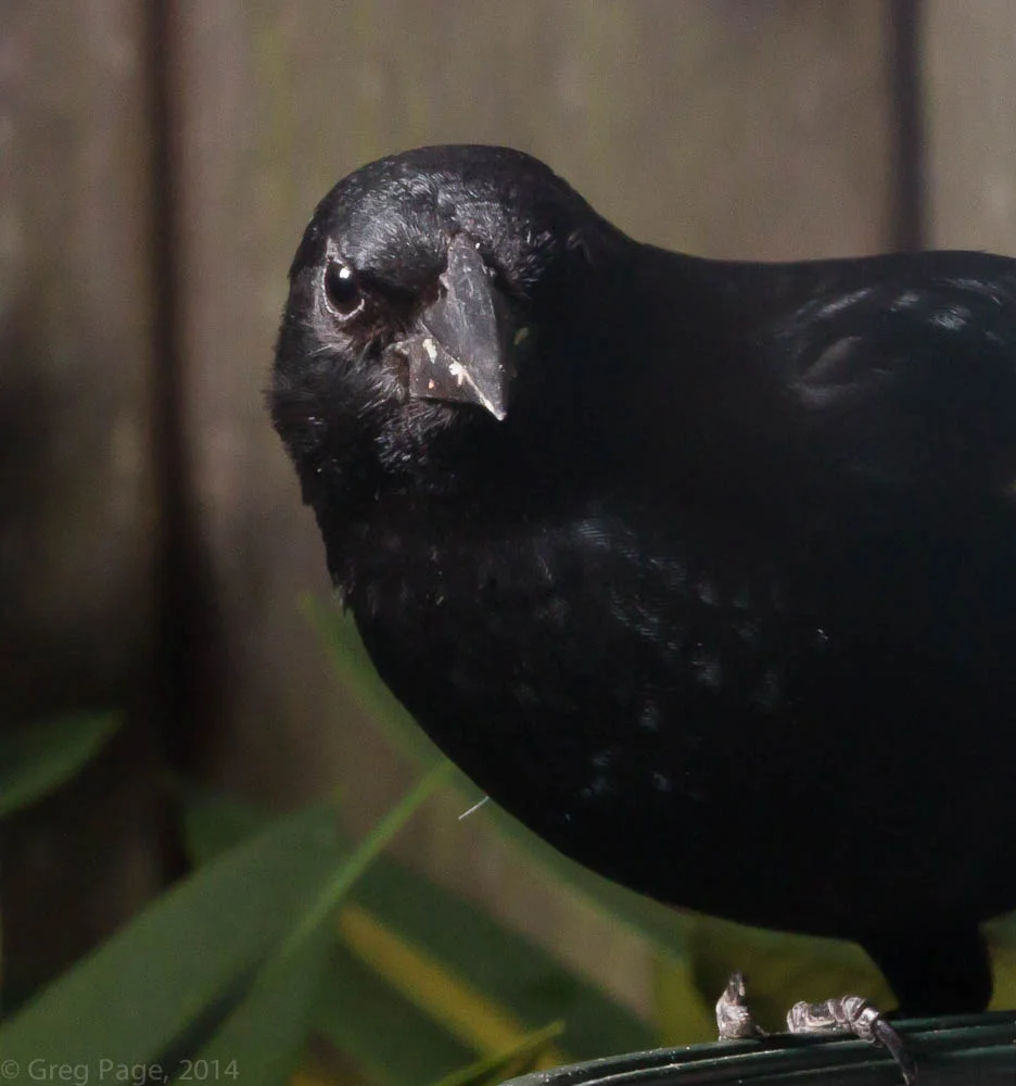 Birds-7.jpg