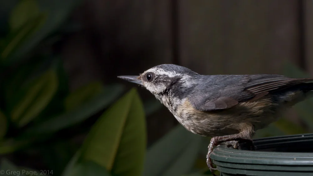 Birds-5.jpg