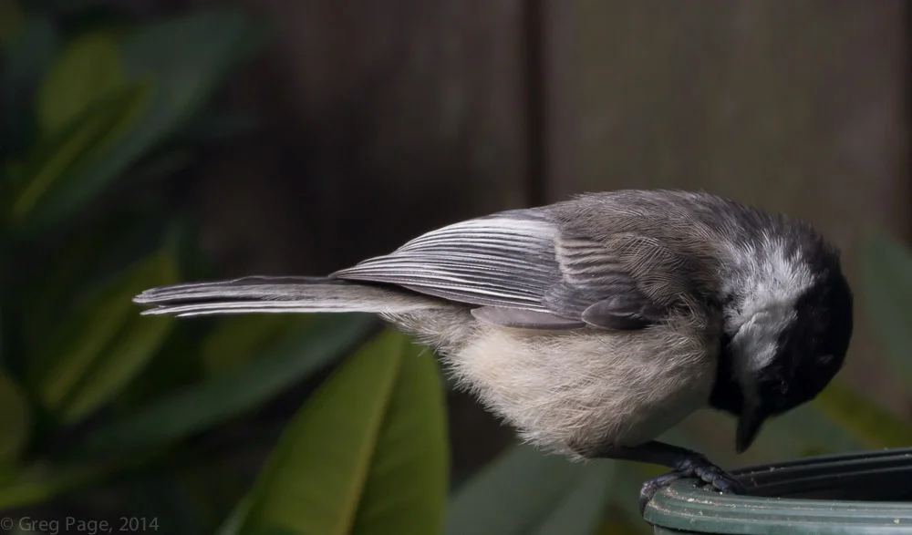 Birds-4.jpg