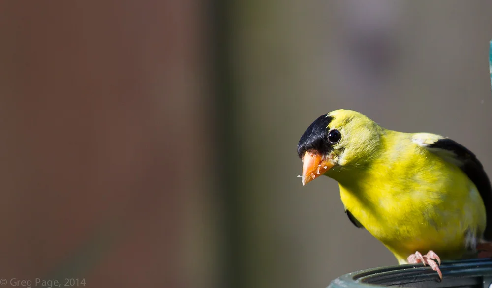 Birds-2.jpg